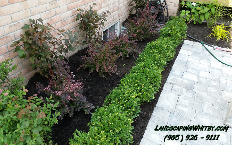 Garden Path Patio Planting